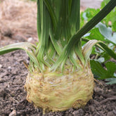 Hectarul - Seminte de telina Monarch F1, 10000 seminte NUNHEMS